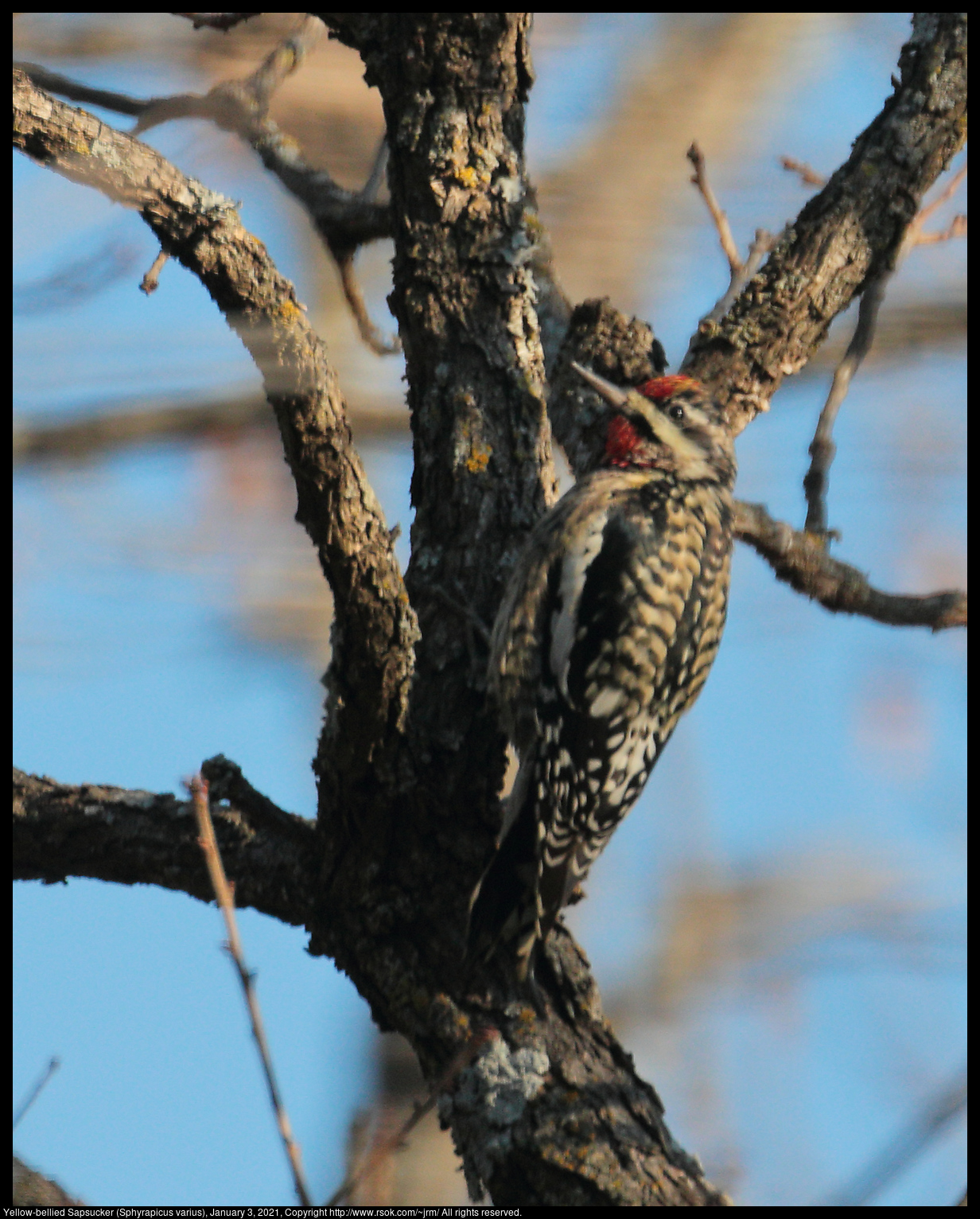 Yellow-bellied Sapsucker (Sphyrapicus varius), January 3, 2021