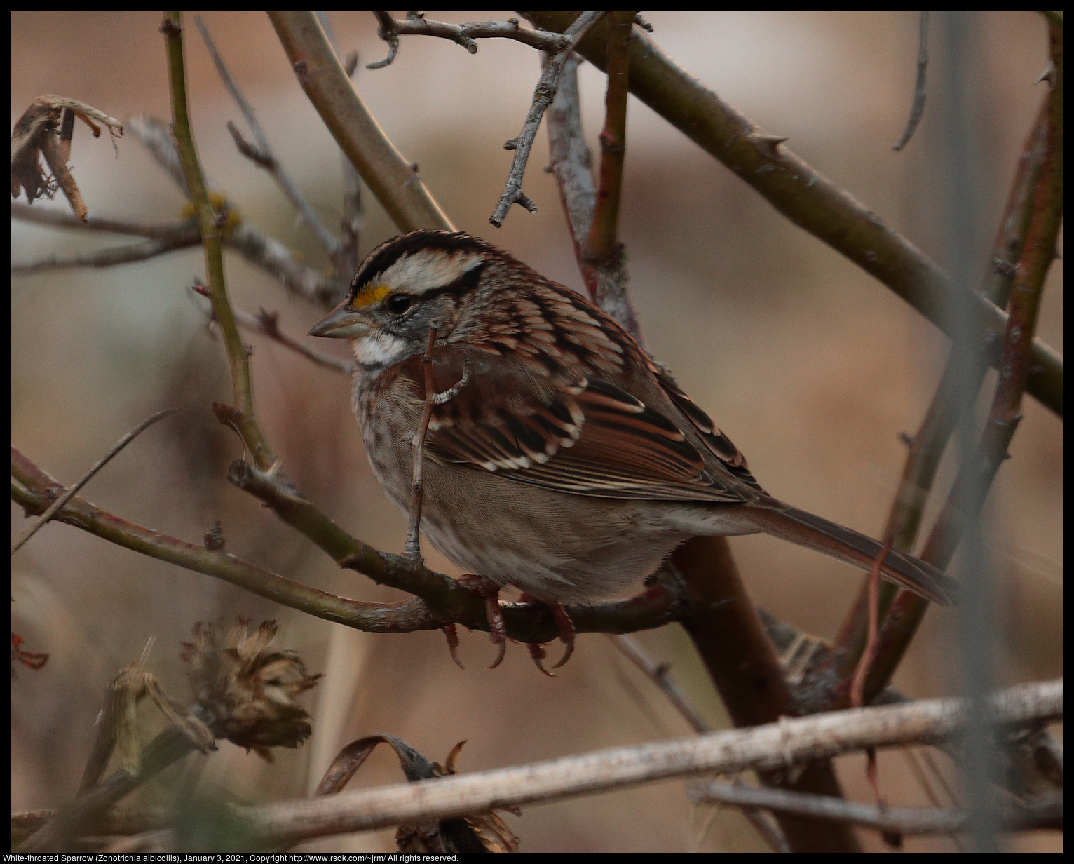 White-throated Sparrow (Zonotrichia albicollis), January 3, 2021