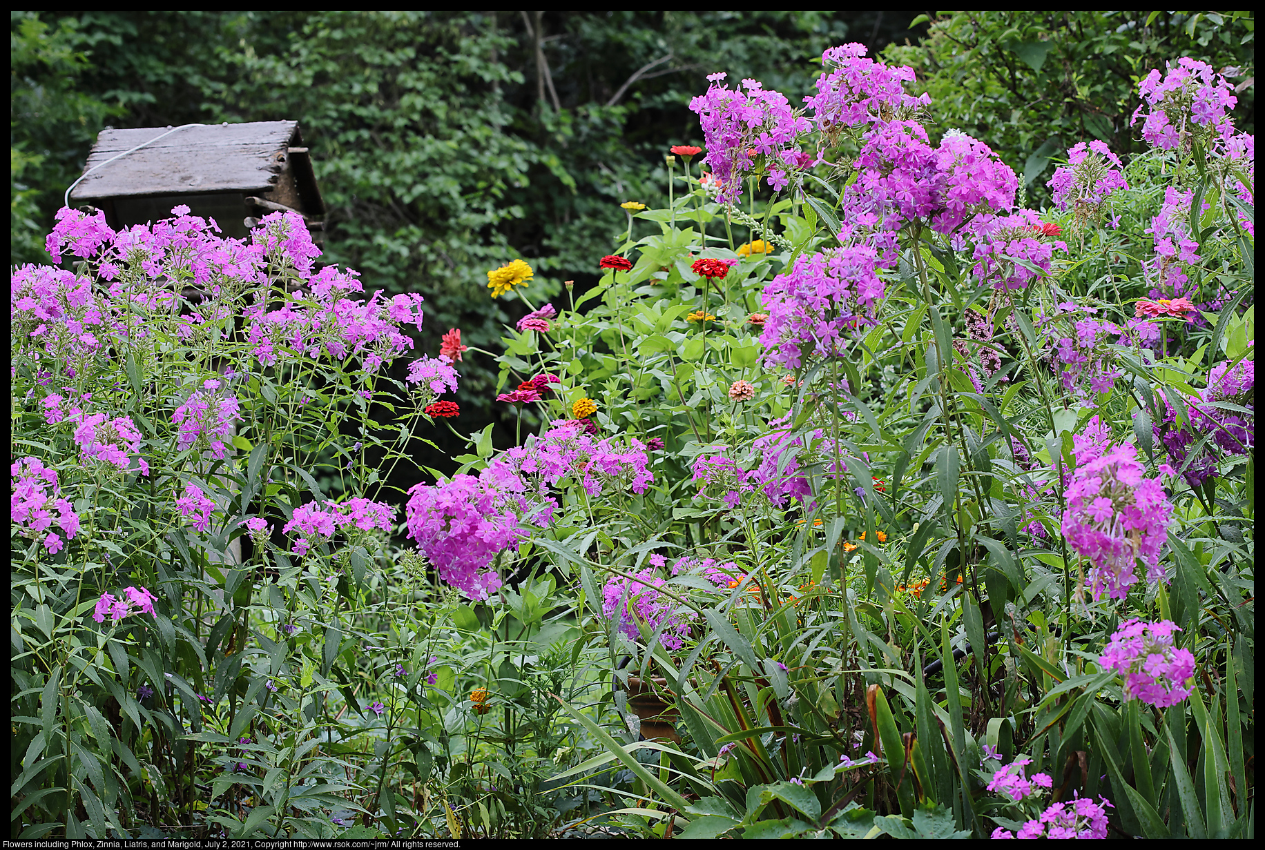 Flowers including Phlox, Zinnia, Liatris, and Marigold, July 2, 2021