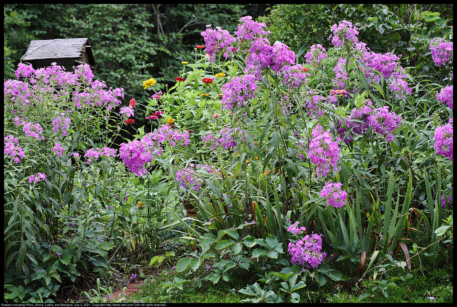 Flowers including Phlox, Zinnia, Liatris, and Marigold, July 2, 2021