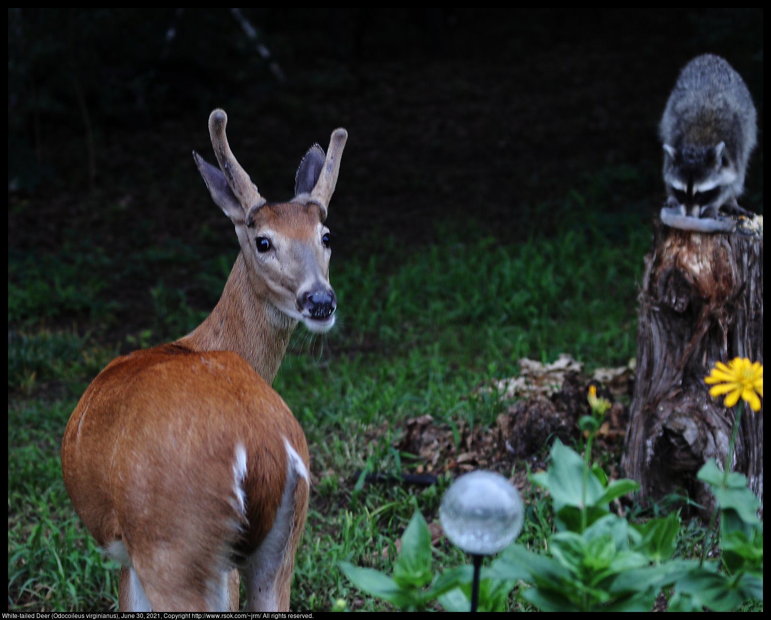 White-tailed Deer (Odocoileus virginianus), June 30, 2021