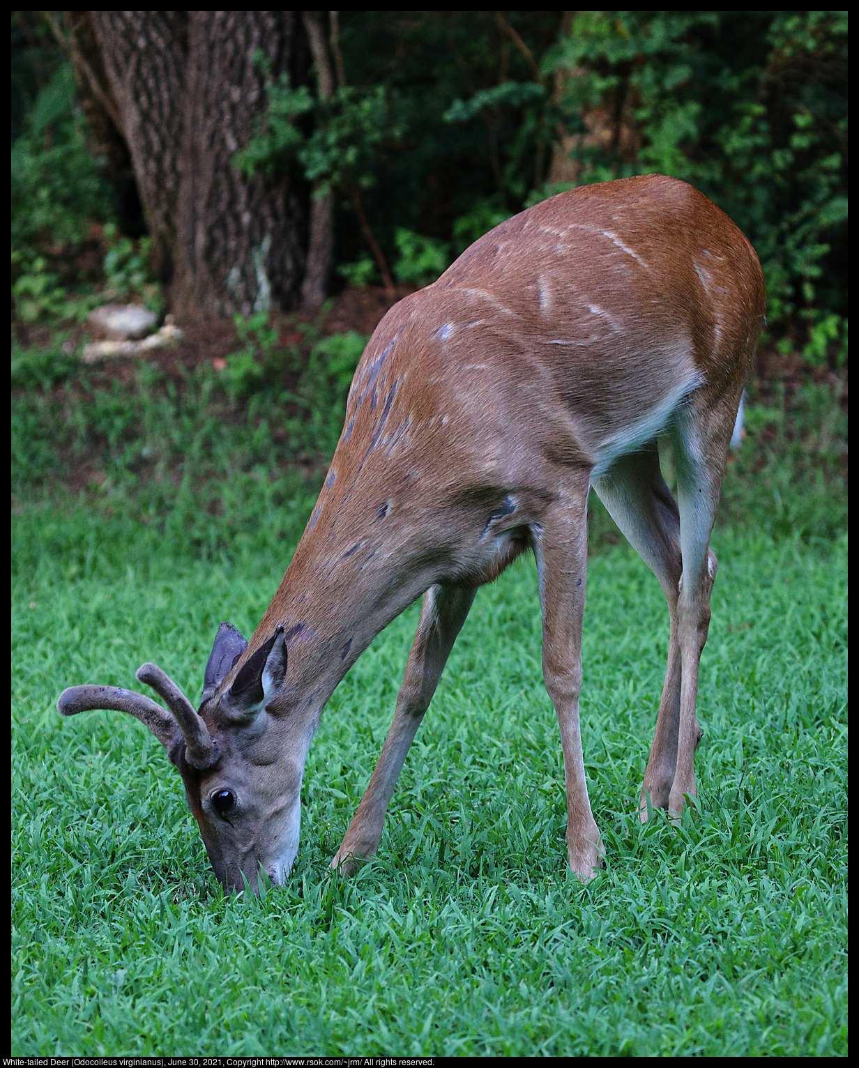 White-tailed Deer (Odocoileus virginianus), June 30, 2021