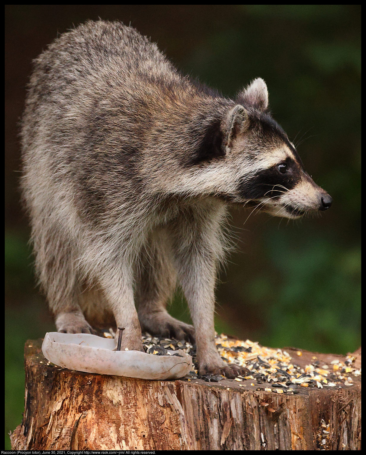 Raccoon (Procyon lotor), June 30, 2021