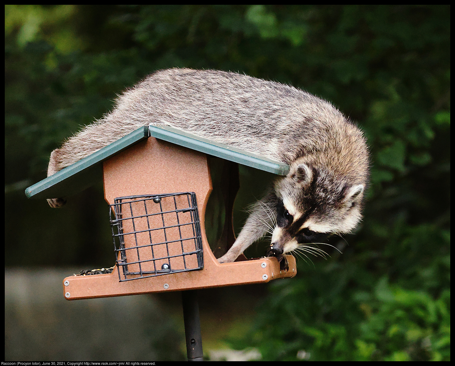 Raccoon (Procyon lotor), June 30, 2021