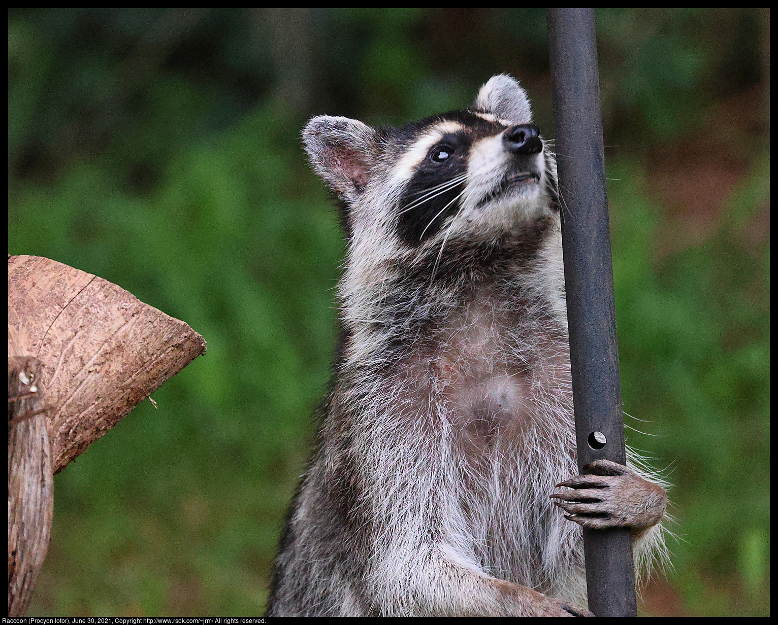 Raccoon (Procyon lotor), June 30, 2021