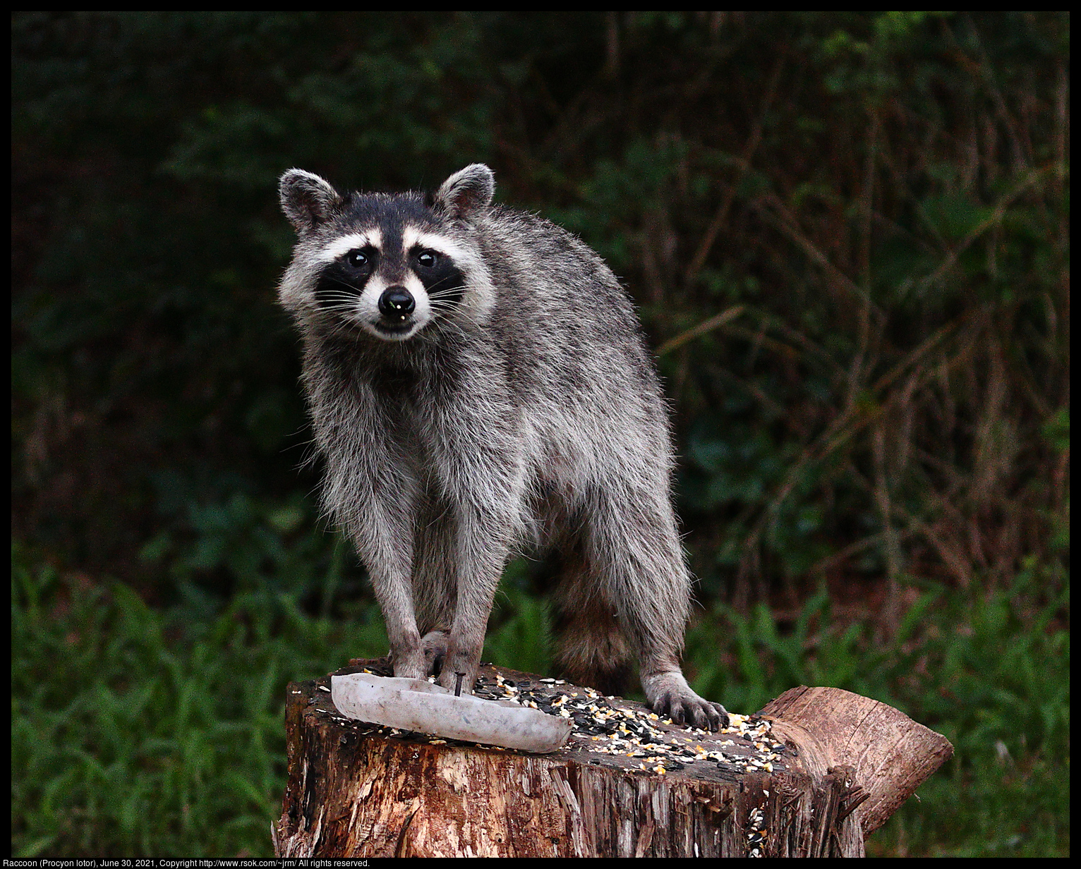 Raccoon (Procyon lotor), June 30, 2021