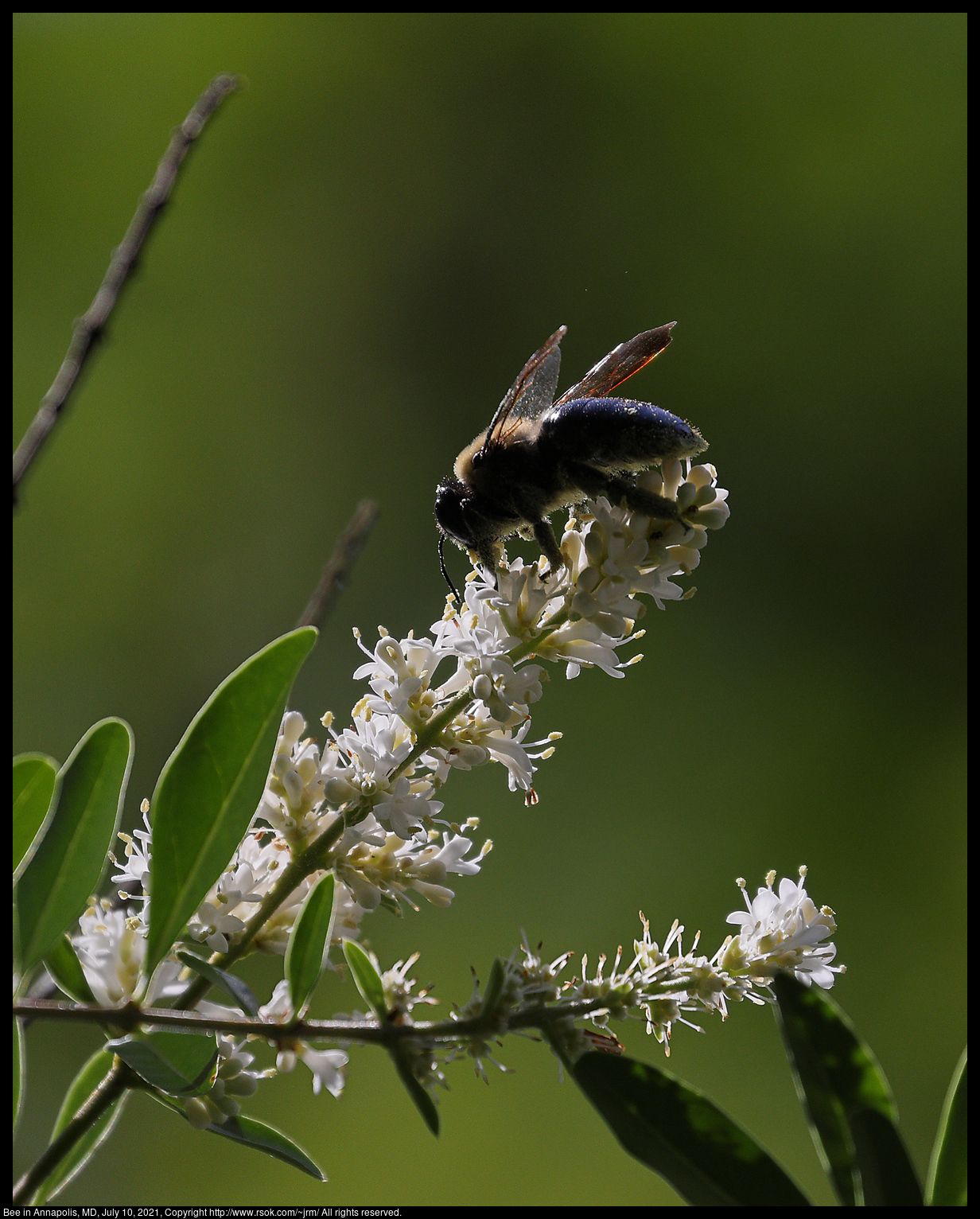 Bee in Annapolis, MD, July 10, 2021