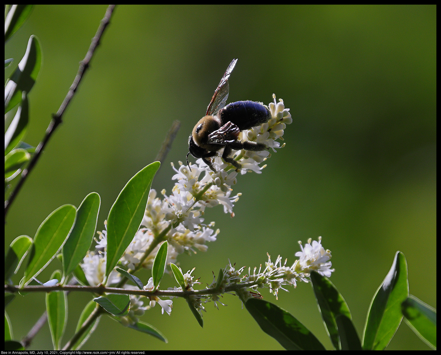 Bee in Annapolis, MD, July 10, 2021