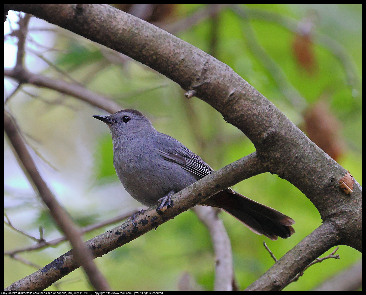 Gray Catbird (Dumetella carolinensis)in Annapolis, MD, July 11, 2021