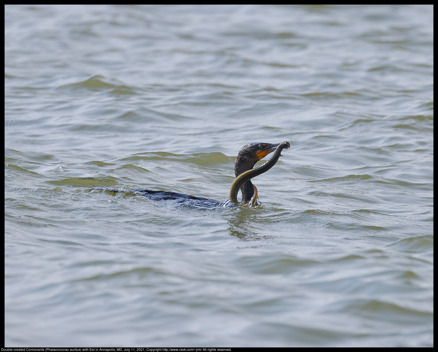 Double-crested Cormorant (Phalacrocorax auritus) with Eel in Annapolis, MD, July 11, 2021