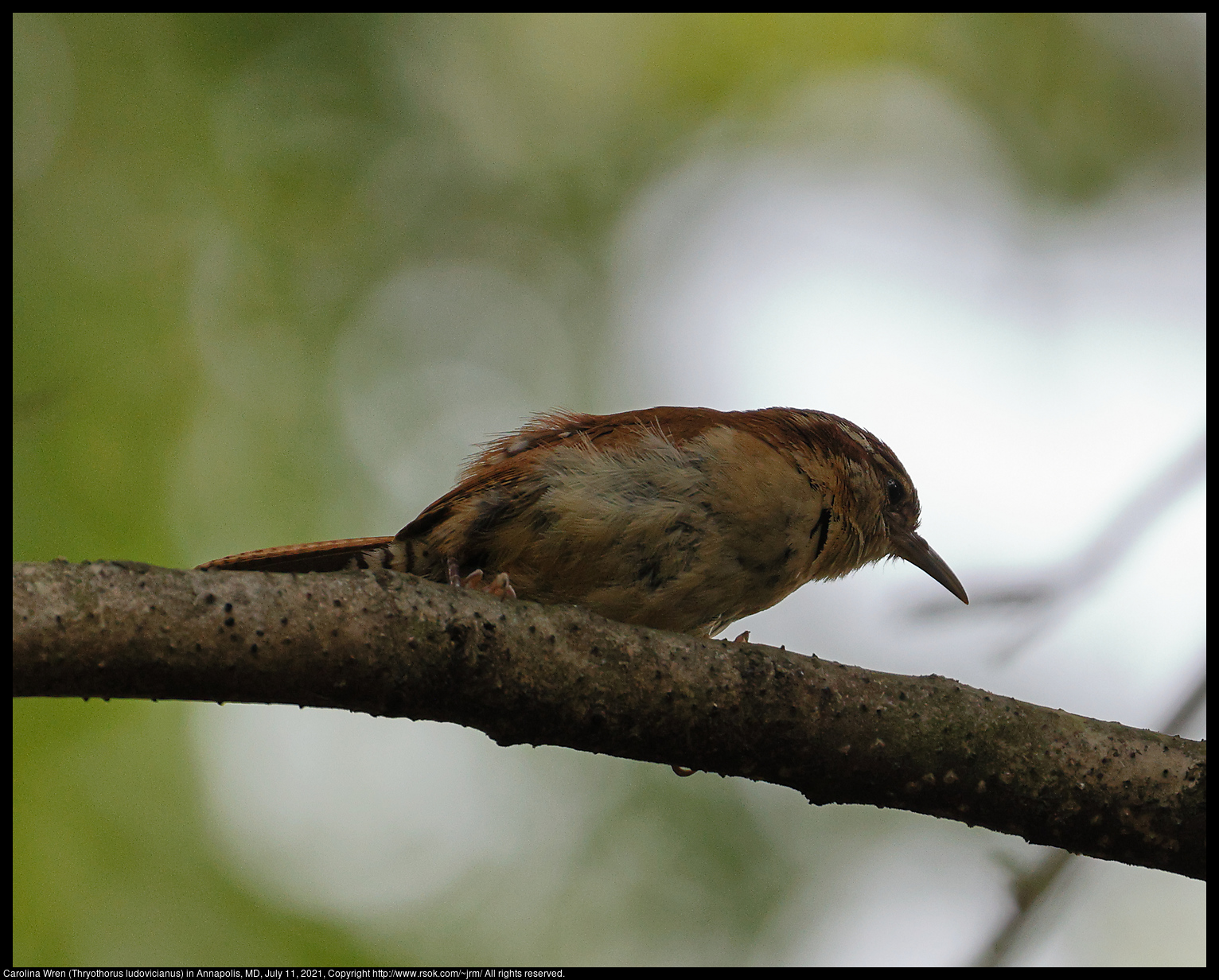 Carolina Wren (Thryothorus ludovicianus) in Annapolis, MD, July 11, 2021