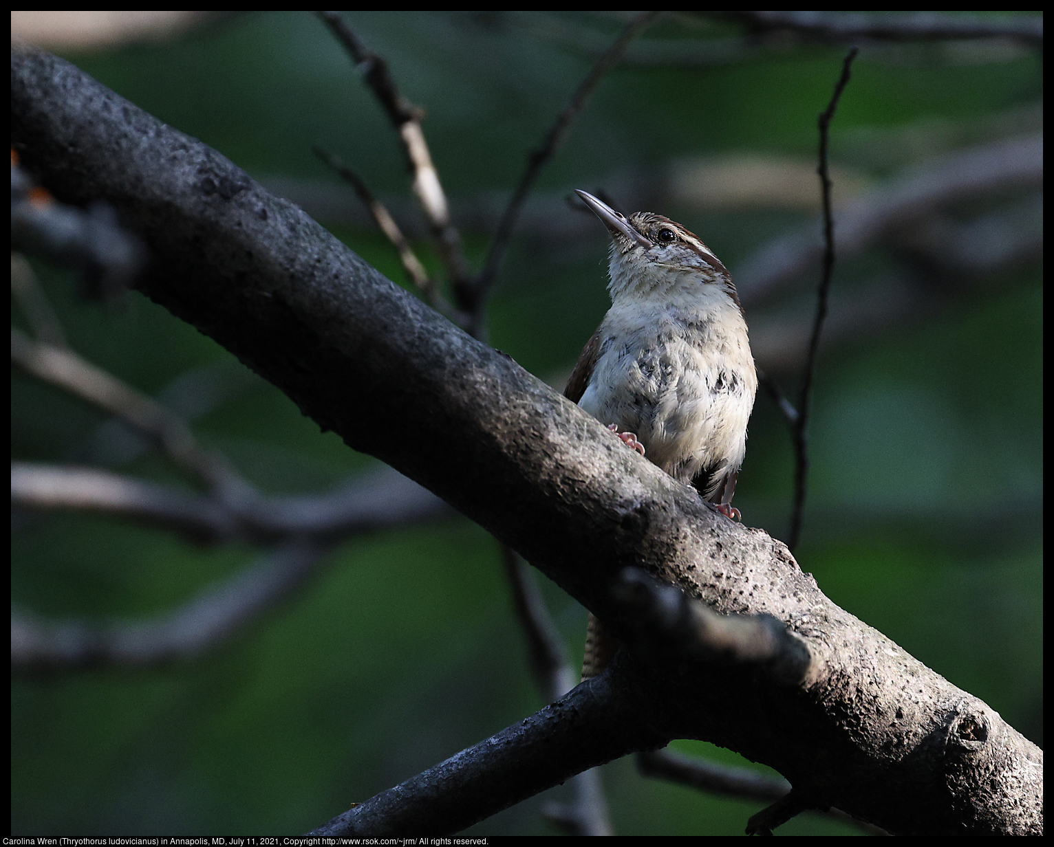 Carolina Wren (Thryothorus ludovicianus) in Annapolis, MD, July 11, 2021