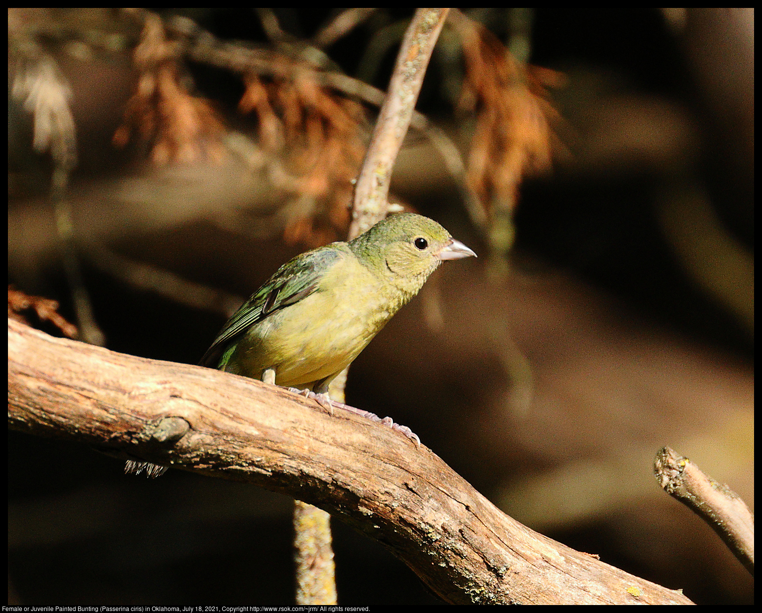 Female or Juvenile Painted Bunting (Passerina ciris) in Oklahoma, July 18, 2021