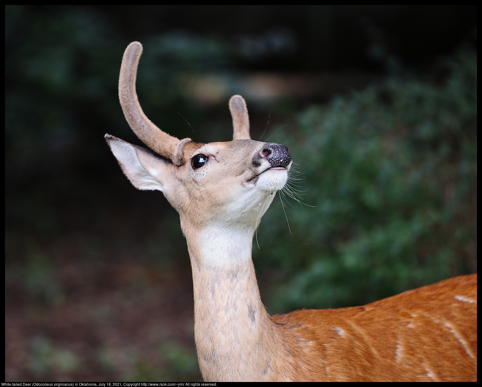 White-tailed Deer (Odocoileus virginianus) in Oklahoma, July 18, 2021