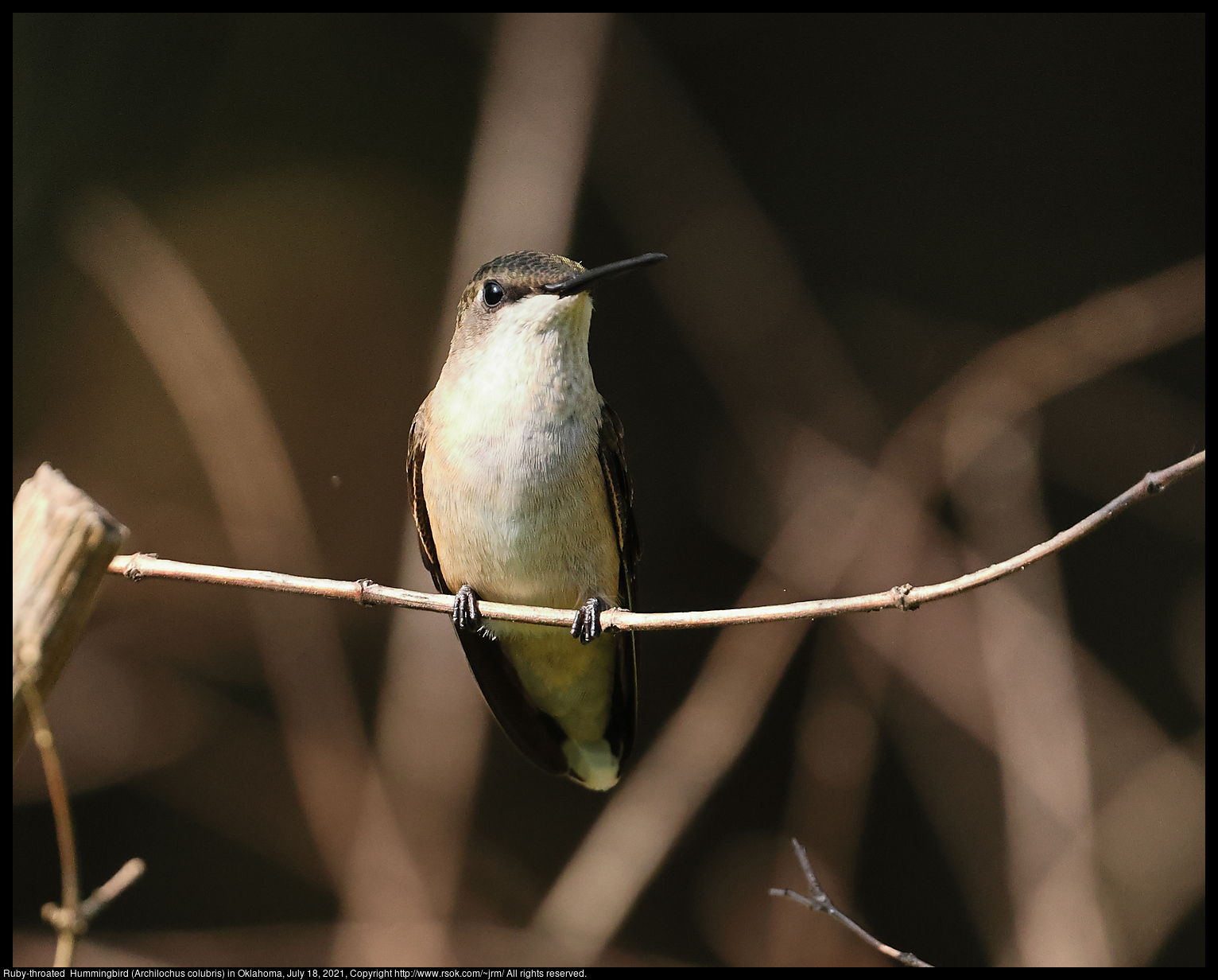 Ruby-throated  Hummingbird (Archilochus colubris) in Oklahoma, July 18, 2021