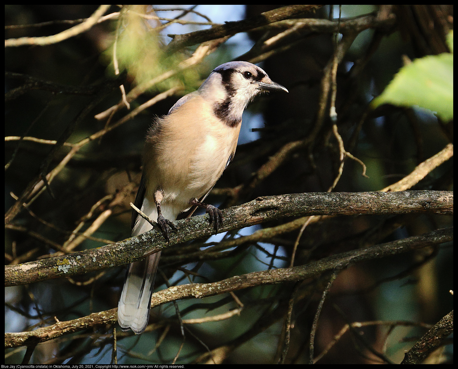 Blue Jay (Cyanocitta cristata) in Oklahoma, July 20, 2021