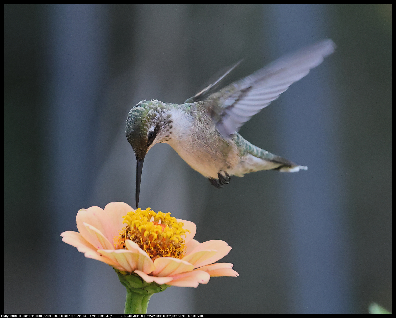 Ruby-throated  Hummingbird (Archilochus colubris) at Zinnia in Oklahoma, July 20, 2021