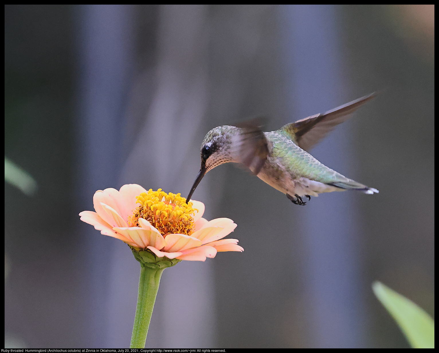 Ruby-throated  Hummingbird (Archilochus colubris) at Zinnia in Oklahoma, July 20, 2021