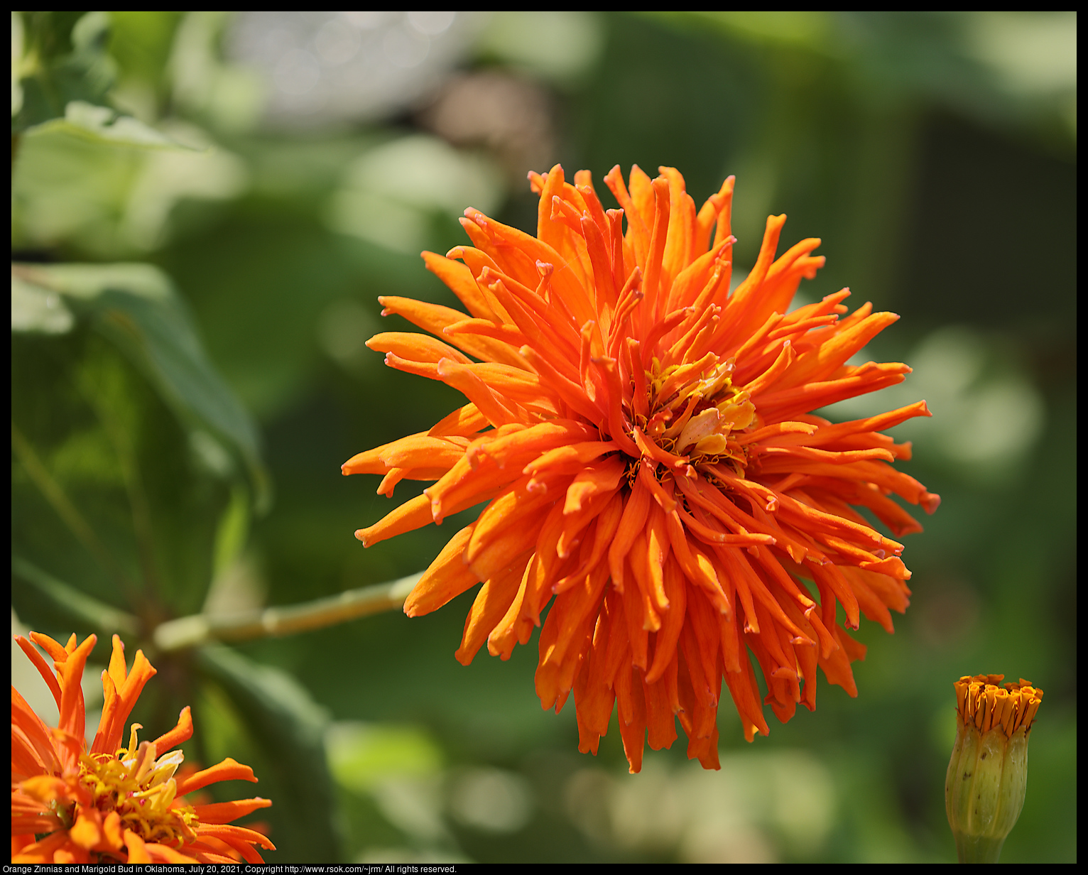 Orange Zinnias and Marigold Bud in Oklahoma, July 20, 2021