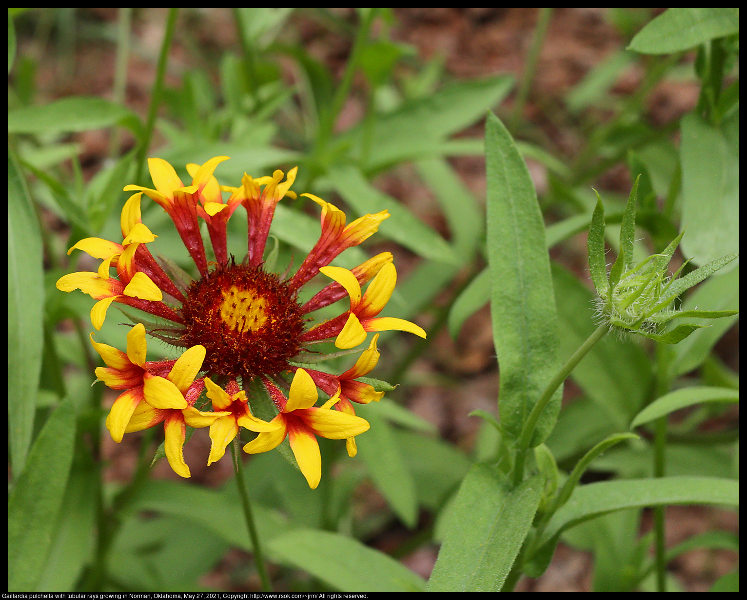 Gaillardia pulchella with tubular rays growing in Norman, Oklahoma, May 27, 2021