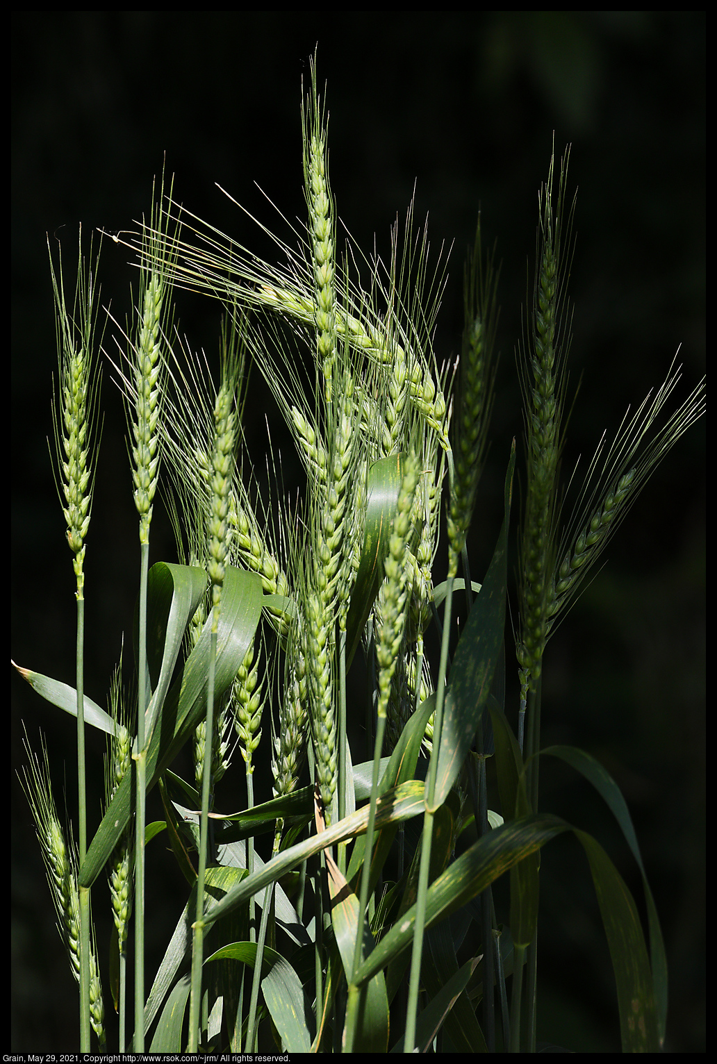 Grain, May 29, 2021