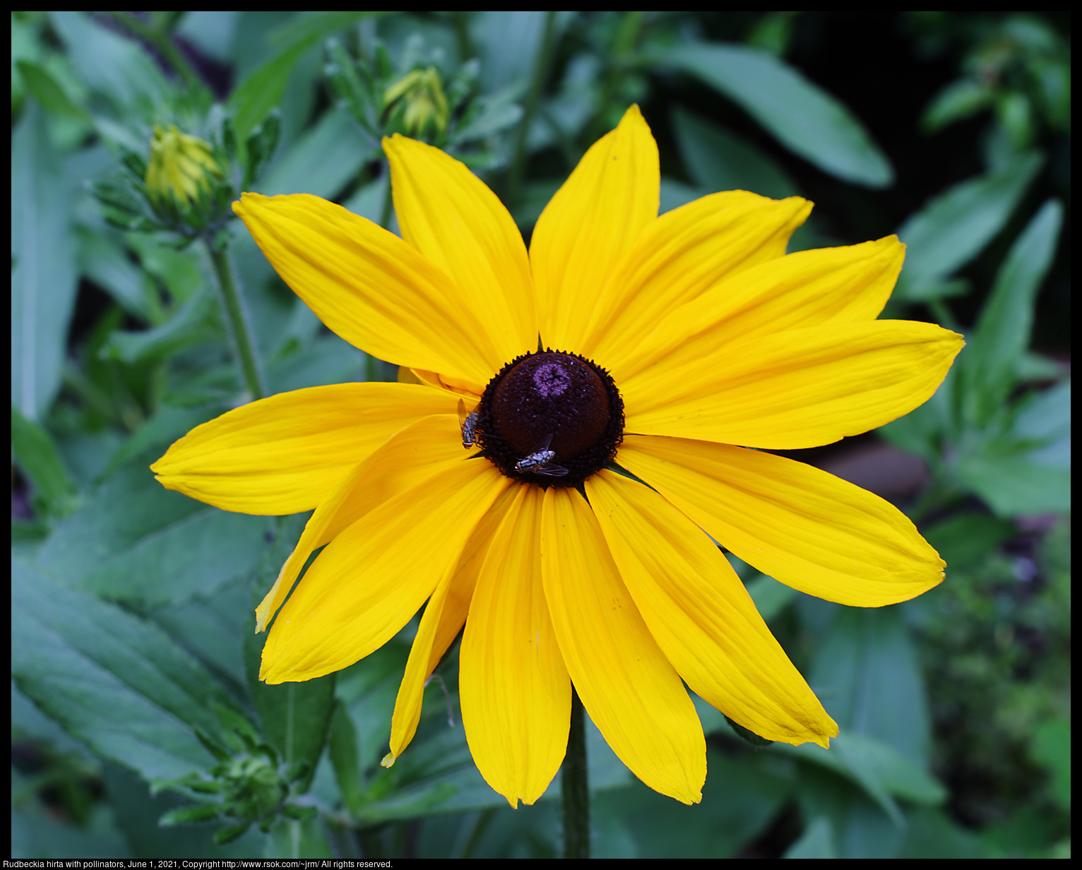 Rudbeckia hirta with pollinators, June 1, 2021