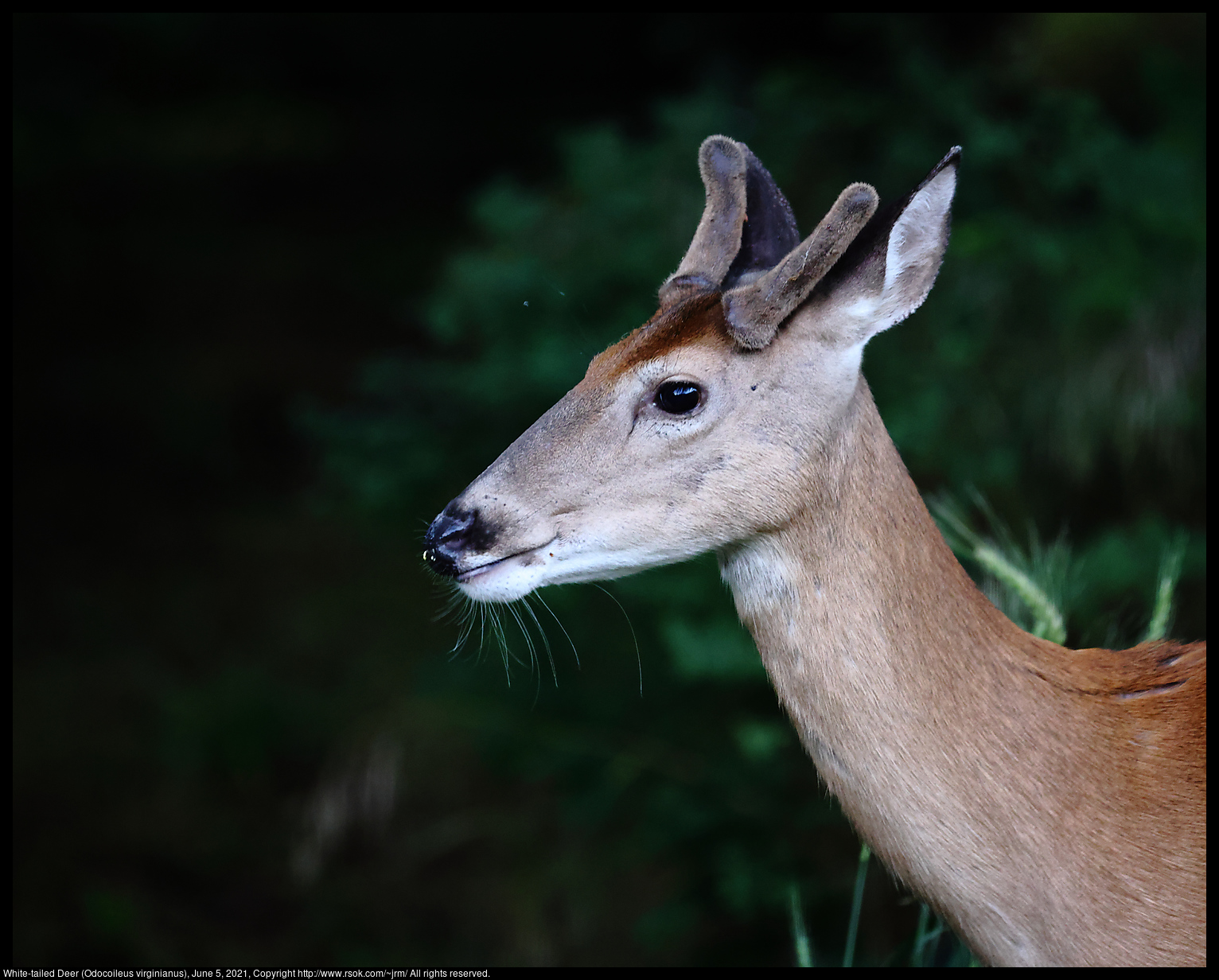 White-tailed Deer (Odocoileus virginianus), June 5, 2021