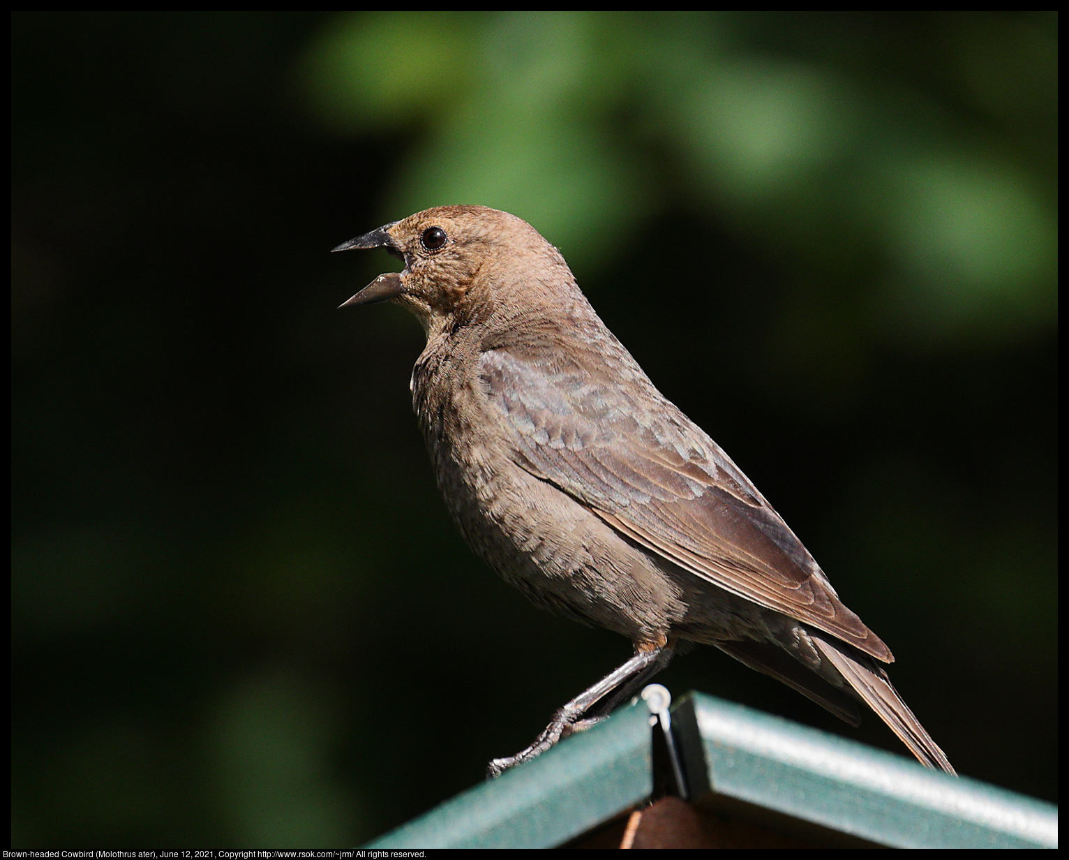 Brown-headed Cowbird (Molothrus ater), June 12, 2021