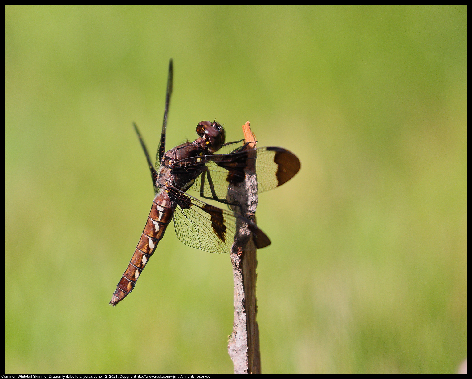 Common Whitetail Skimmer Dragonfly (Libellula lydia), June 12, 2021