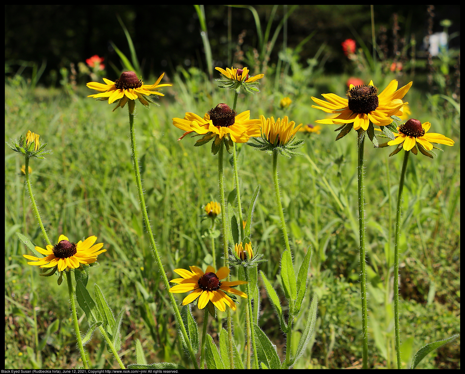 2021jun12_rudbeckia_IMG_1811-Black Eyed Susan (Rudbeckia hirta), June 12, 2021