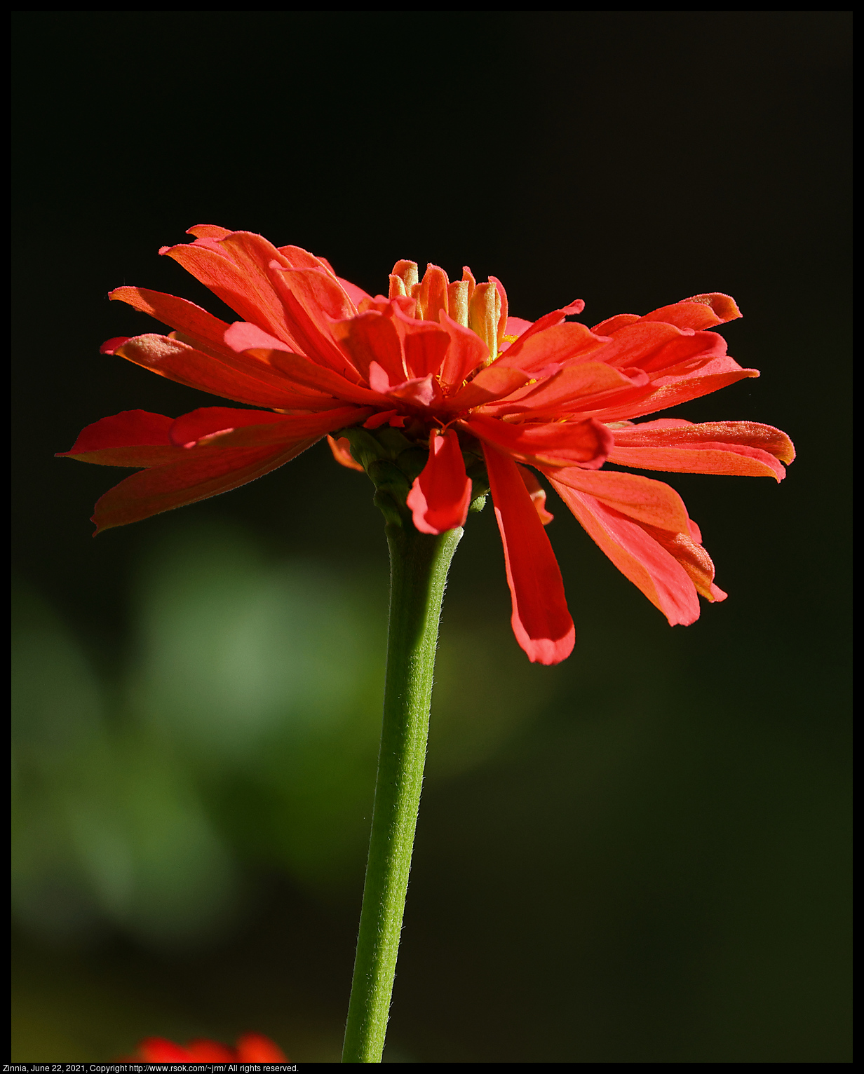 Zinnia, June 22, 2021