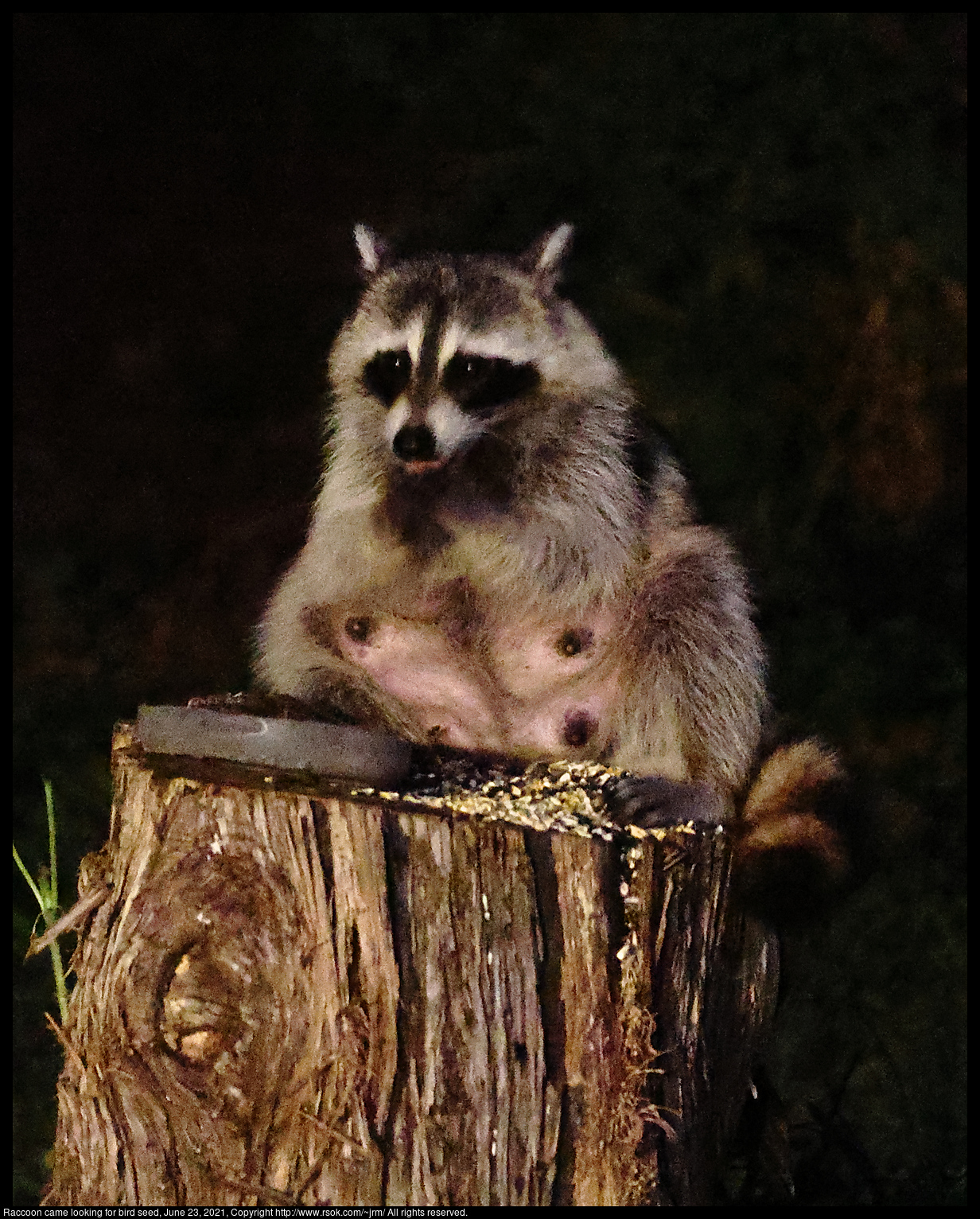 Raccoon came looking for bird seed, June 23, 2021