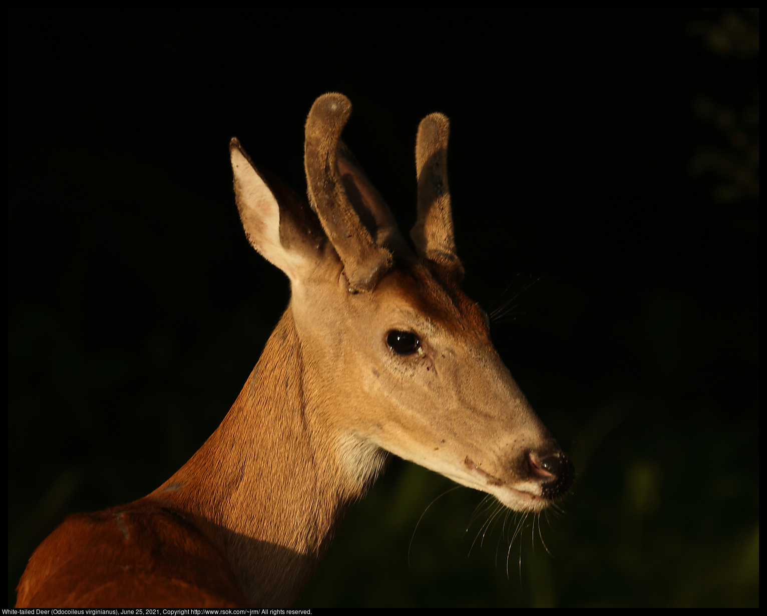 White-tailed Deer (Odocoileus virginianus), June 25, 2021