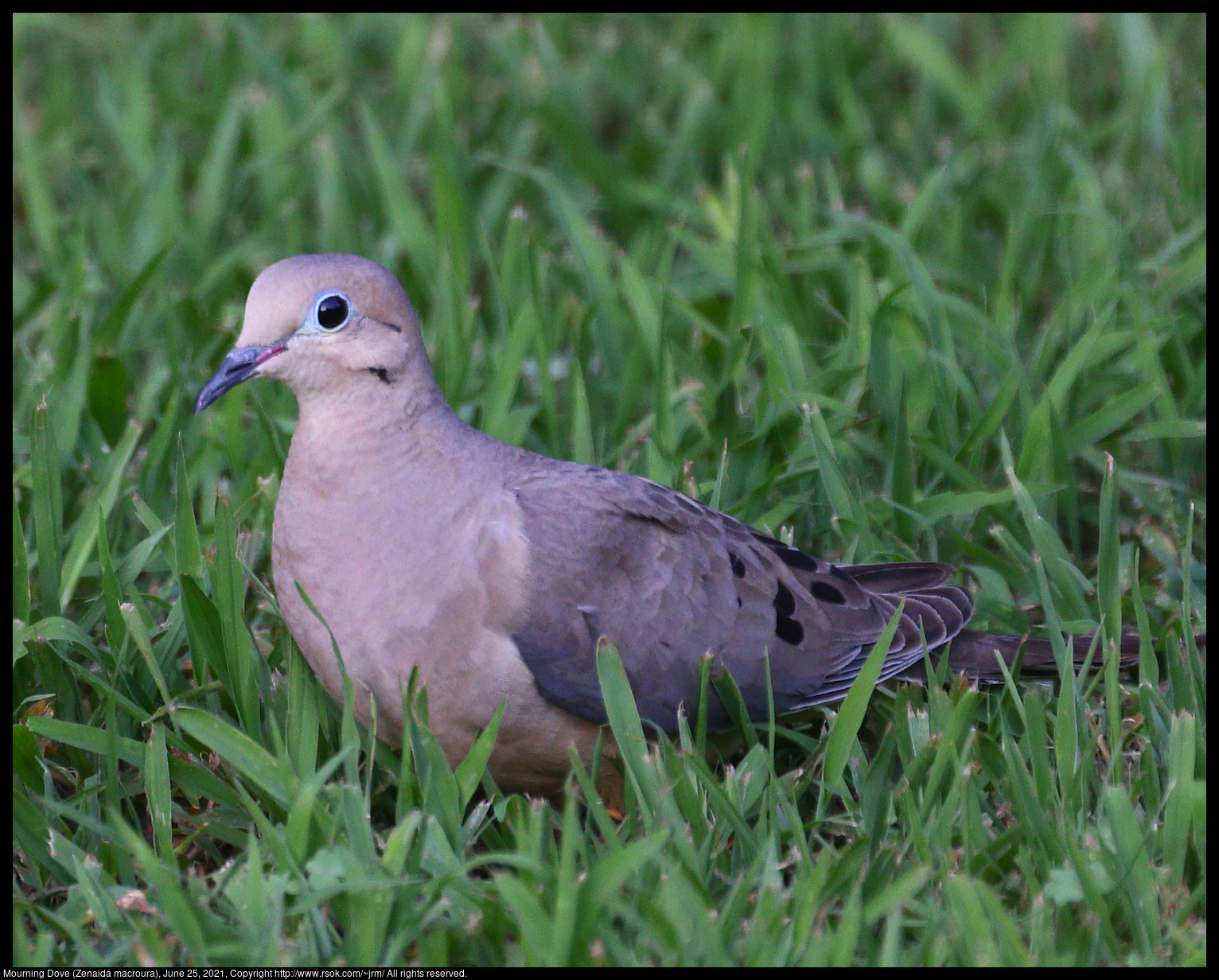 Mourning Dove (Zenaida macroura), June 25, 2021