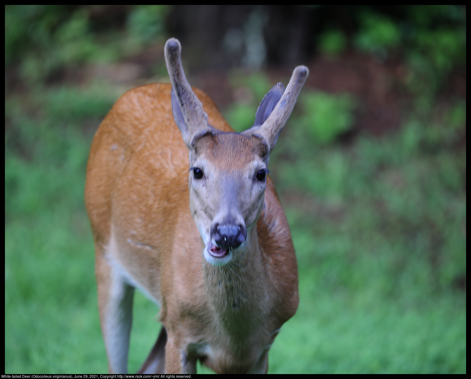 White-tailed Deer (Odocoileus virginianus), June 29, 2021