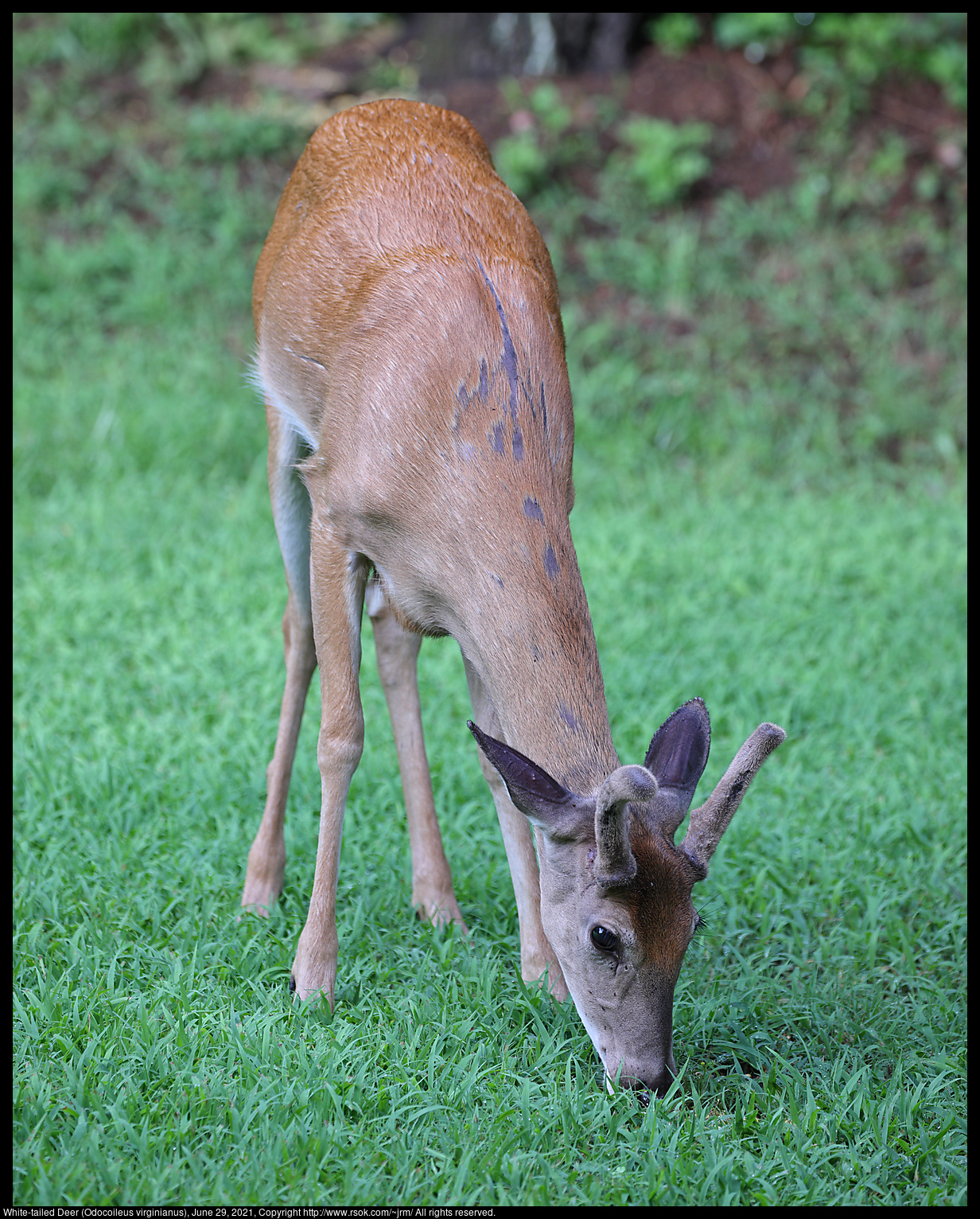 White-tailed Deer (Odocoileus virginianus), June 29, 2021