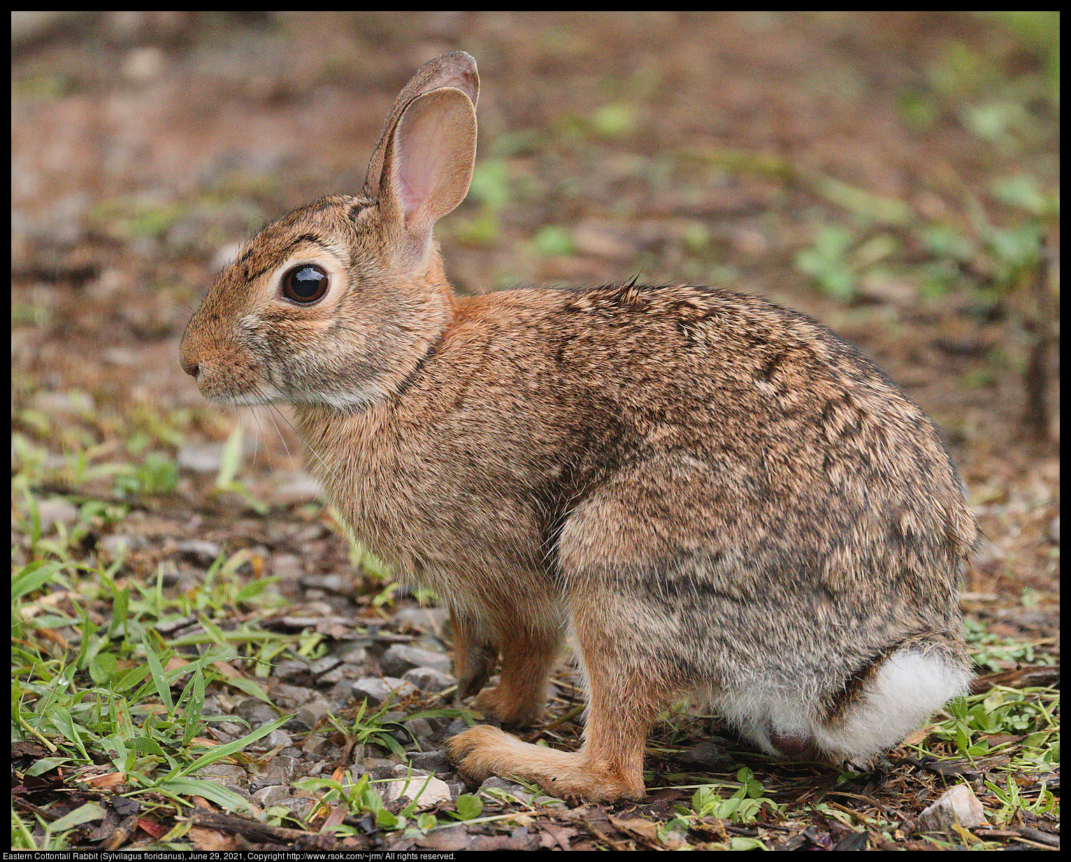 Eastern Cottontail Rabbit (Sylvilagus floridanus), June 29, 2021