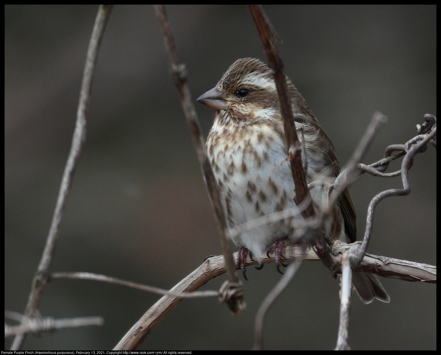 Female Purple Finch (Haemorhous purpureus), February 13, 2021