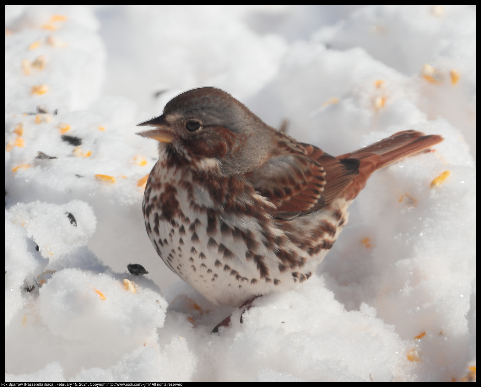 Fox Sparrow (Passerella iliaca), February 15, 2021