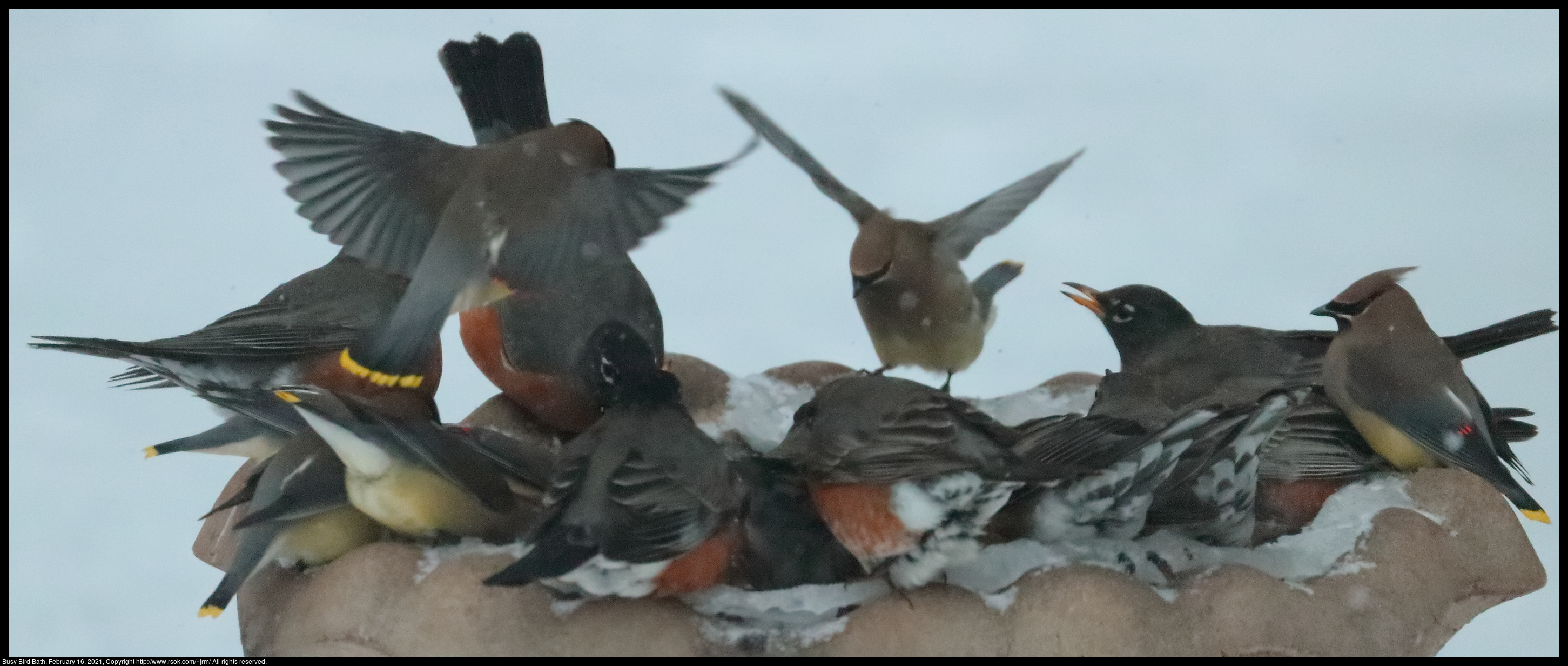 Busy Bird Bath, February 16, 2021