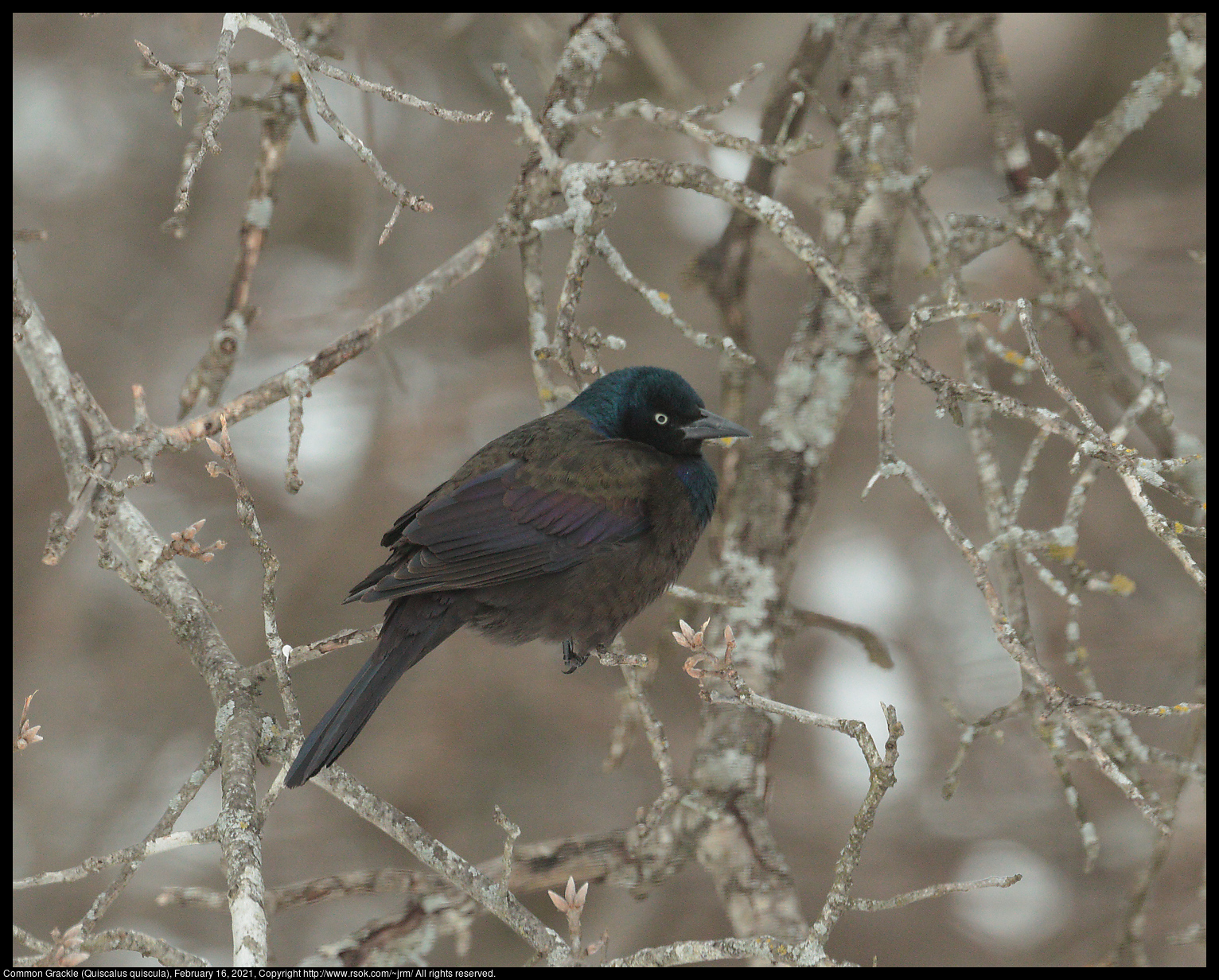 Common Grackle (Quiscalus quiscula), February 16, 2021