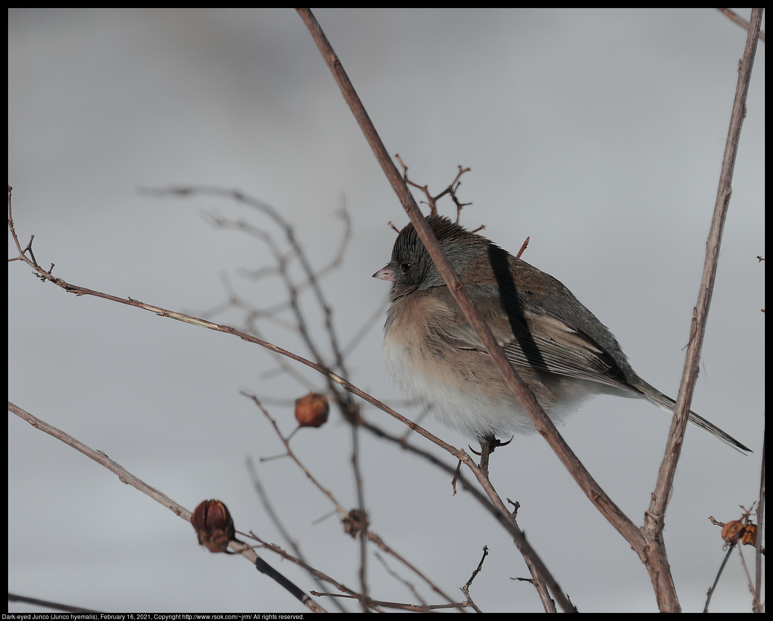 Dark-eyed Junco (Junco hyemalis), February 16, 2021