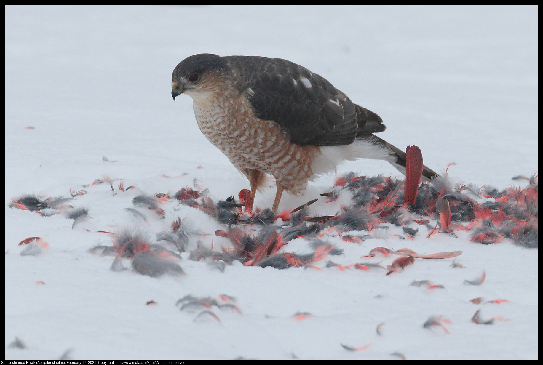 Sharp-shinned Hawk (Accipiter striatus), February 17, 2021