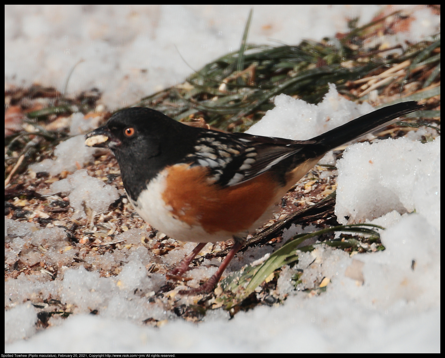 Spotted Towhee (Pipilo maculatus), February 20, 2021