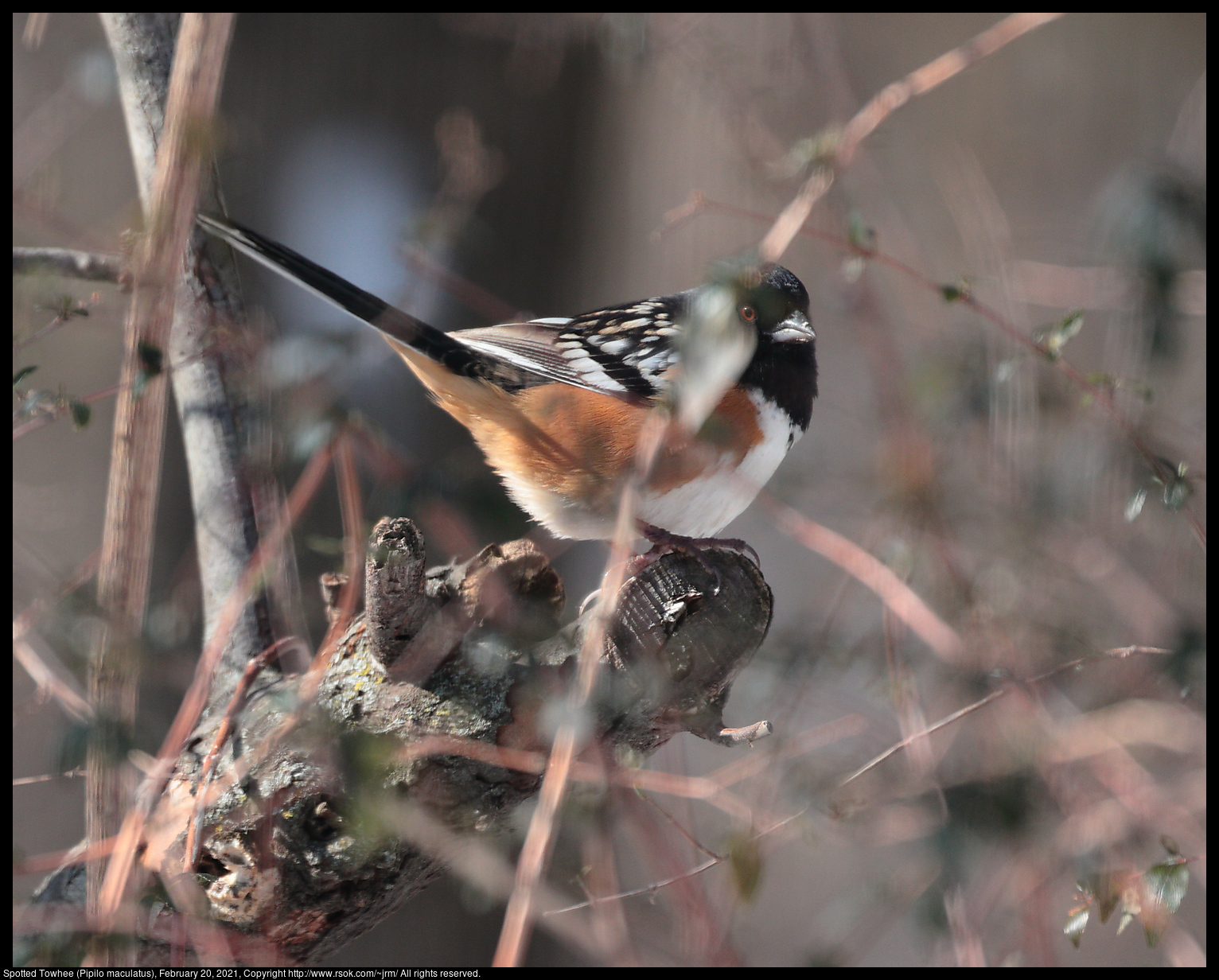 Spotted Towhee (Pipilo maculatus), February 20, 2021