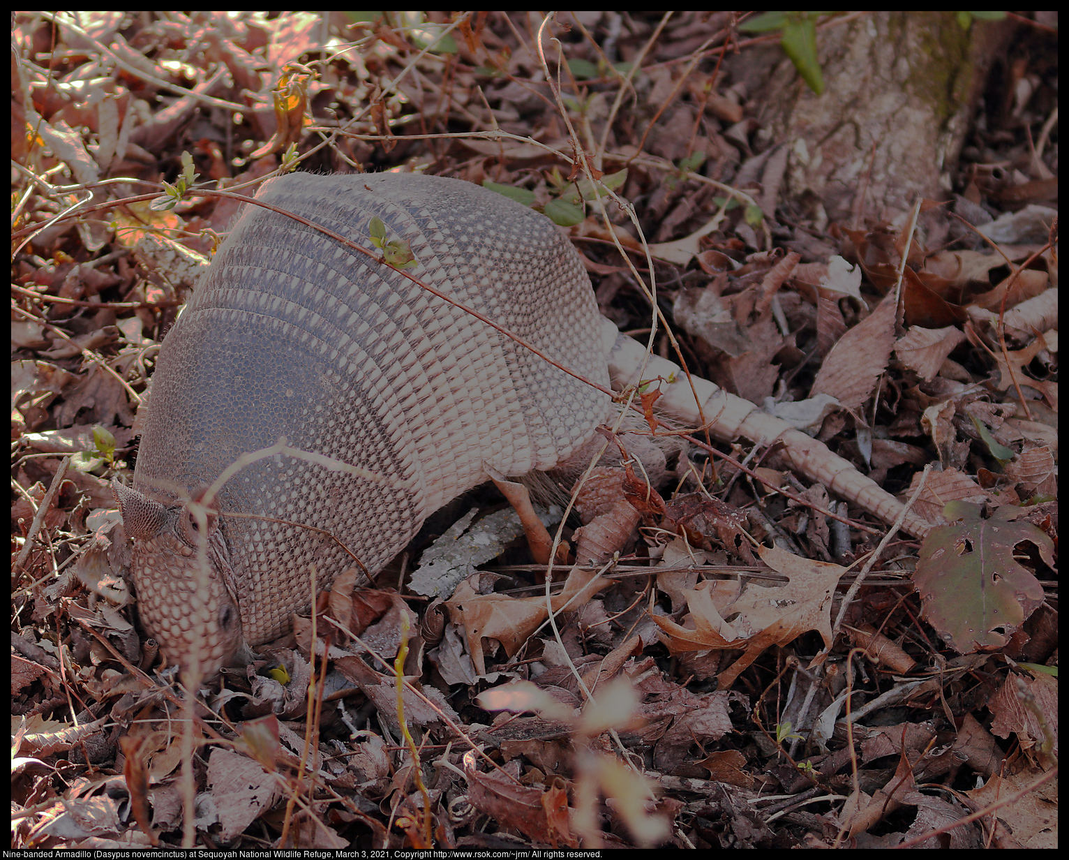 Nine-banded Armadillo (Dasypus novemcinctus) at Sequoyah National Wildlife Refuge, March 3, 2021