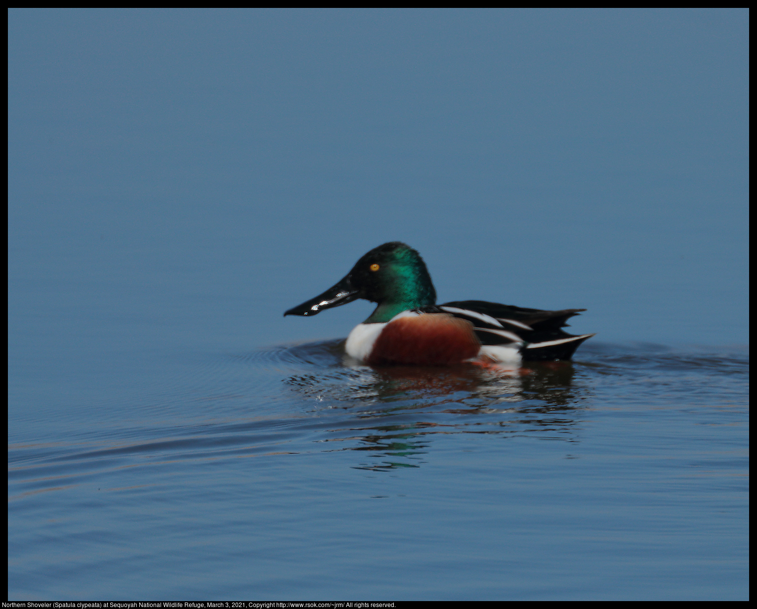 Northern Shoveler (Spatula clypeata) at Sequoyah National Wildlife Refuge, March 3, 2021