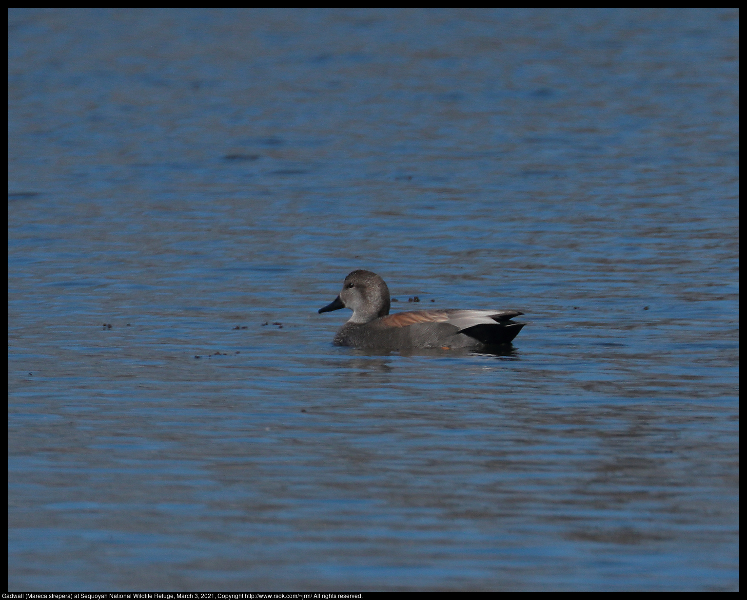 Gadwall (Mareca strepera) at Sequoyah National Wildlife Refuge, March 3, 2021