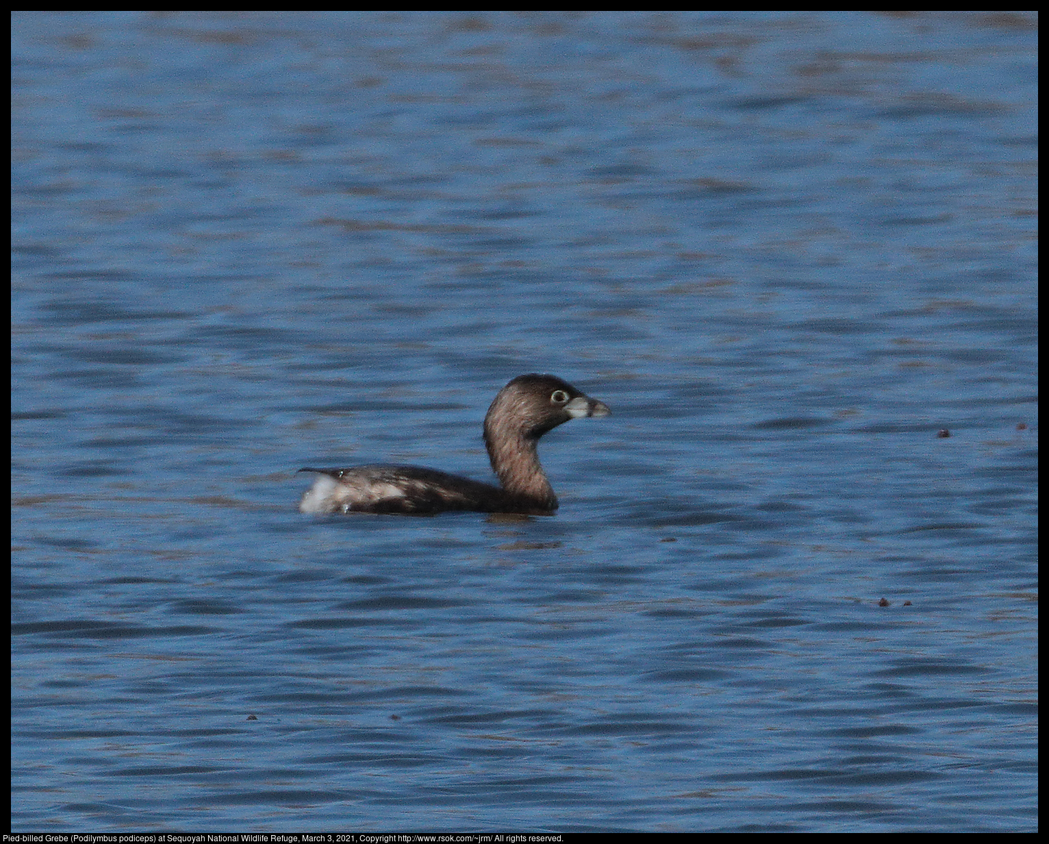 Pied-billed Grebe (Podilymbus podiceps) at Sequoyah National Wildlife Refuge, March 3, 2021