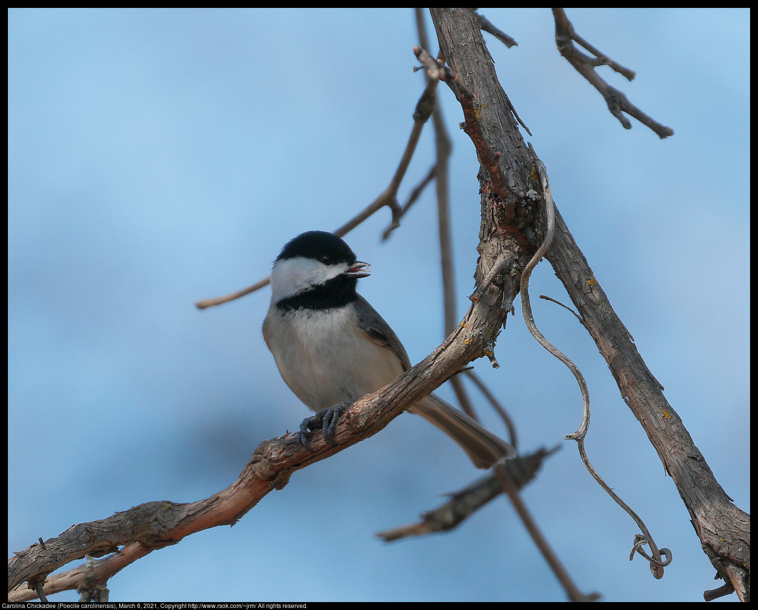 Carolina Chickadee (Poecile carolinensis), March 6, 2021